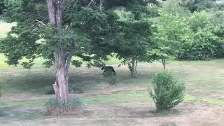 Does a bear 🐻 💩 in the Backyard