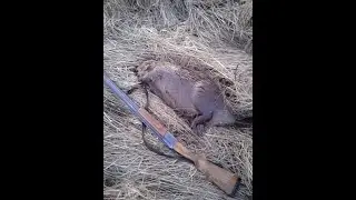 Весенняя  охота   как  я  заряжаю (снаряжаю)  патроны  магнум . Видео  для  начинающих  самокрутов .