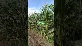 jagung unggul