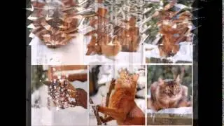 Коты и кошки зимой [Cats in the winter]