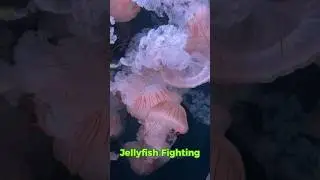 Jellyfish Fighting…#shorts #jellyfish
