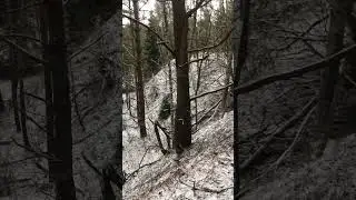 Катаюсь по лесу