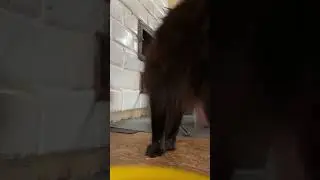 #жизньвдеревне Как она есть