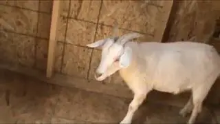 The Baby Goat House Is Finished!