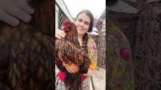 Тгк: darindvor2 #chicken