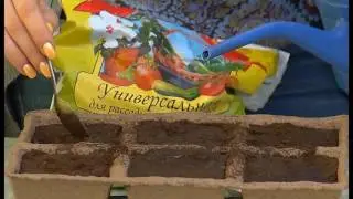 Пикировка томатов