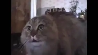 No no no