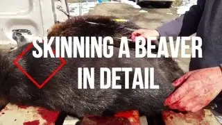 How to Skin a Beaver in Detail