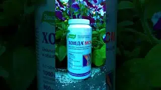 Мам пожалуйста 🥺#хондадио #альфа #прохват #покатушки