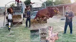Farm pa naye janwar agaye🐄 Hamara rabbit pa billi na attack krdiya😔😳🐈
