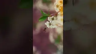 BAHORNING ILK G'UNCHALARI 