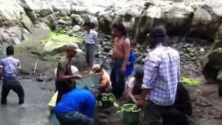 GREBEK IWAK KALI TAJUM