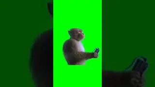 monkey Green Screen || Green screen meme  template copyright free || funny memes 