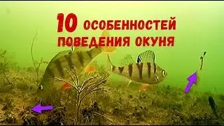 10 особенностей поведения ОКУНЯ. Подводная съемка зимней рыбалки 2019. Ловля окуня в Москве реке