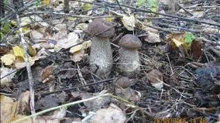 Грибной клондайк.