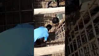 Foundation and column reinforcement placement and binding. G+3 storey building construction.