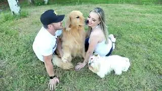 ensaio fotográfico com golden retriever e lhasa