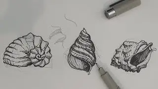 Pen and Ink Drawing Tutorials | How to draw sea shells