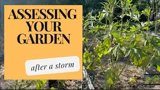 Assessing Your Garden After a Storm