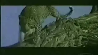 leopard lion battle