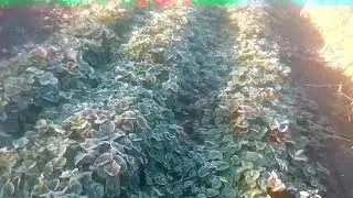 Заморозки на винограднике 6 сентября