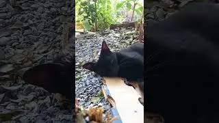 Gatinha na preguiça!