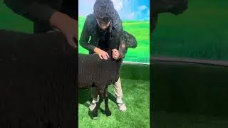 СОТИЛАДИ АРАШАН Кузи кочкор  линя БОТЯ☎️+998905308452#узбекистан #animals #арашанская_порода