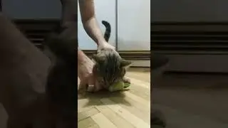 Отдай кабачок!
