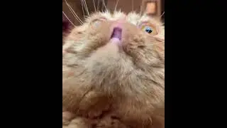 Мама принесла вкусняшки