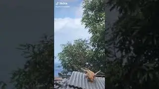 Кунг-Фу собаки))))
