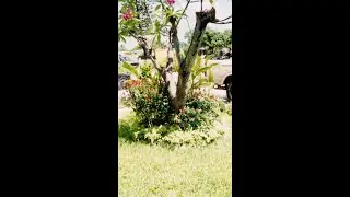 Flower Bed Blues. East Hialeah 09 17 23