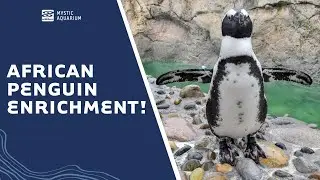 Classroom African penguin enrichment concepts come to life!