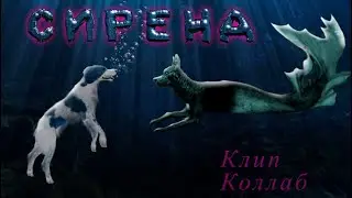 «СИРЕНА» Polnalyubvi // шляйх клип // коллаб с 