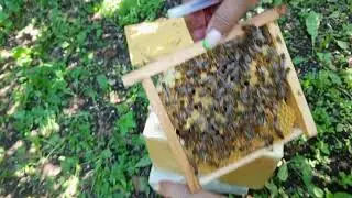 Отобрали маточники на сутки раньше положенного....