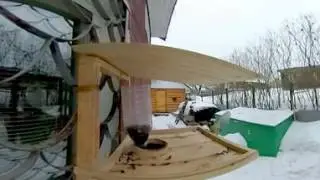 birds360