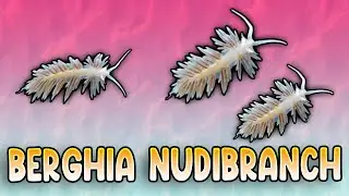 Ordering Berghia Nudibranch From Salty Underground For Aiptasia Control!