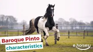 Baroque Pinto | characteristics, origin & disciplines