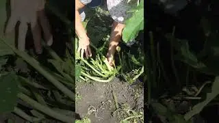 Зачем я подвязываю кабачки?
