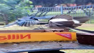Bird Battle: #Bluejaybird vs #Mockingbird