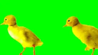 chickens green screen free to use