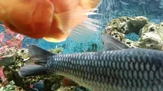 African Cichlids Pez Dispensers!