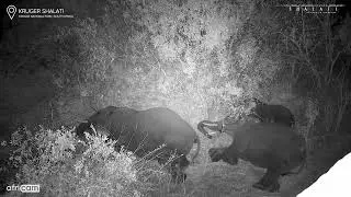 Elephants Sleep Lying Down