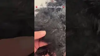 Why Do Dog Groomers Charge So Much