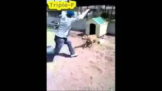 dont play with tied dog
