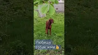 #shortc#красавица