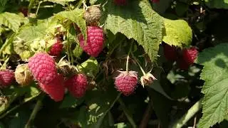 Himbo Top raspberry harvest. The best variety for southern Russia.