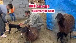 HOW TO MAKE A SHEEP WITHOUT KIDS ACCEPTING A LAMB
