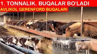 NASILDOR BUQALAR OTLAR OPTIM NARXLARDA💯🏃📞 99-102-09-09