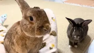 Watch This Bunny's CUTEST Begging Tactics! 🐰😄🍉