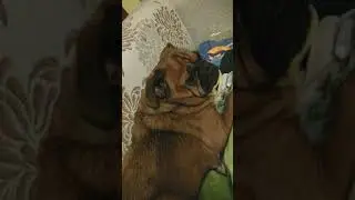 Брабансон свил гнездо из свежего белья)